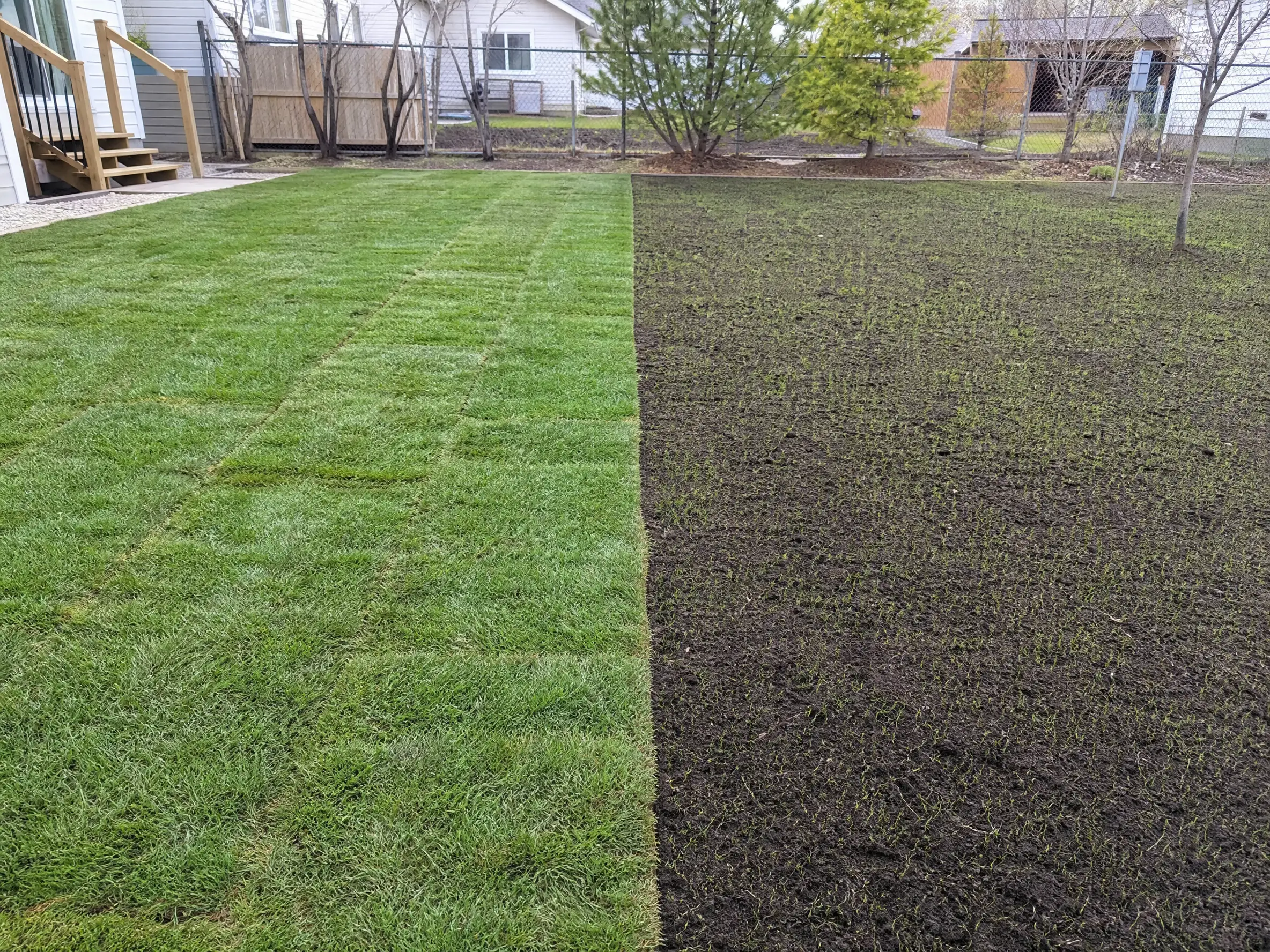 Newly laid sod beside a freshly seeded lawn area on a Saskatoon, SK property